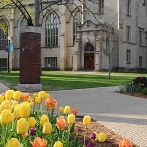 Tulips in front of the Chapel